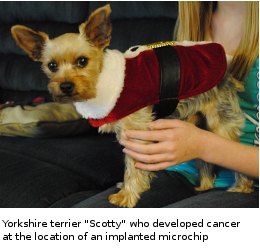 yorkshire terrier with microchip associated cancer